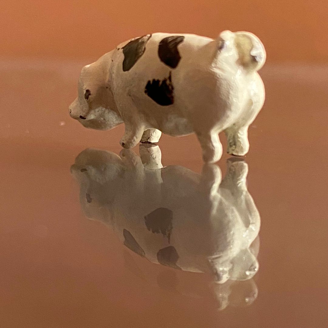 Miniature painted potbelly spotted pig View 2